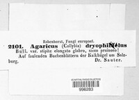 Gymnopus dryophilus image